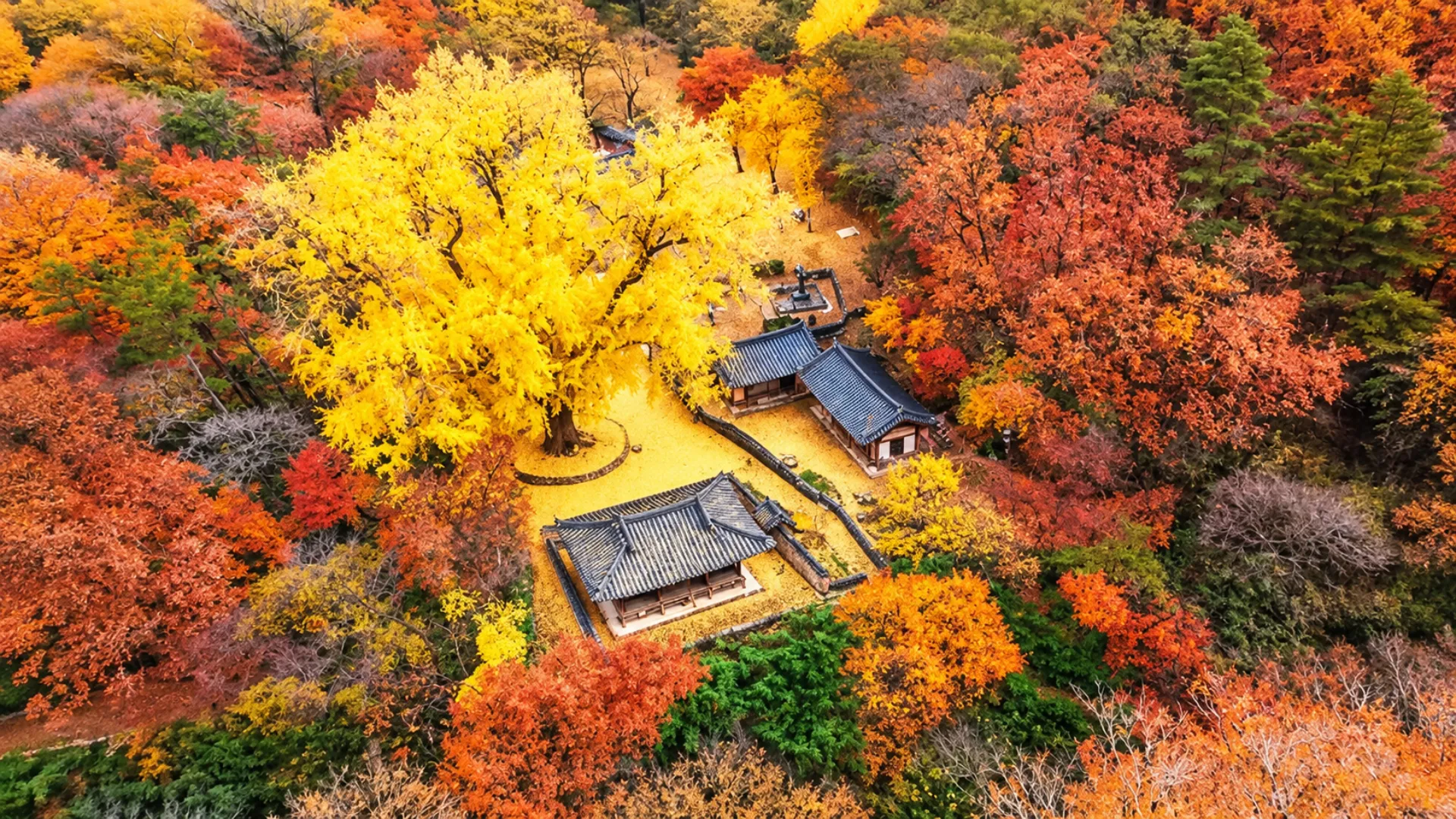 Menjelajahi Musim Gugur di "Museum Tanpa Dinding": Mengapa Gyeongju Adalah Rute Danpung Paling Cerdas di Korea Selatan pada Akhir 2026